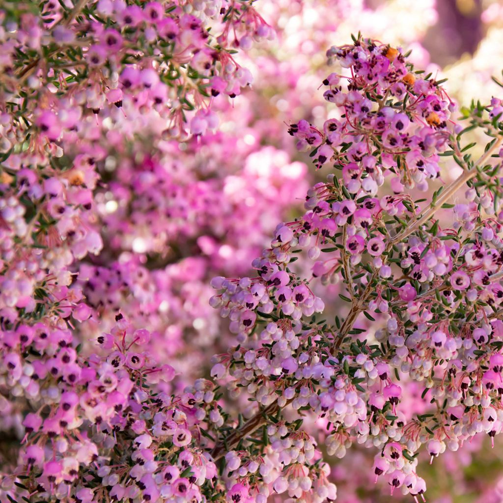 Erica canaliculata - Bruyère arbustive de Noël