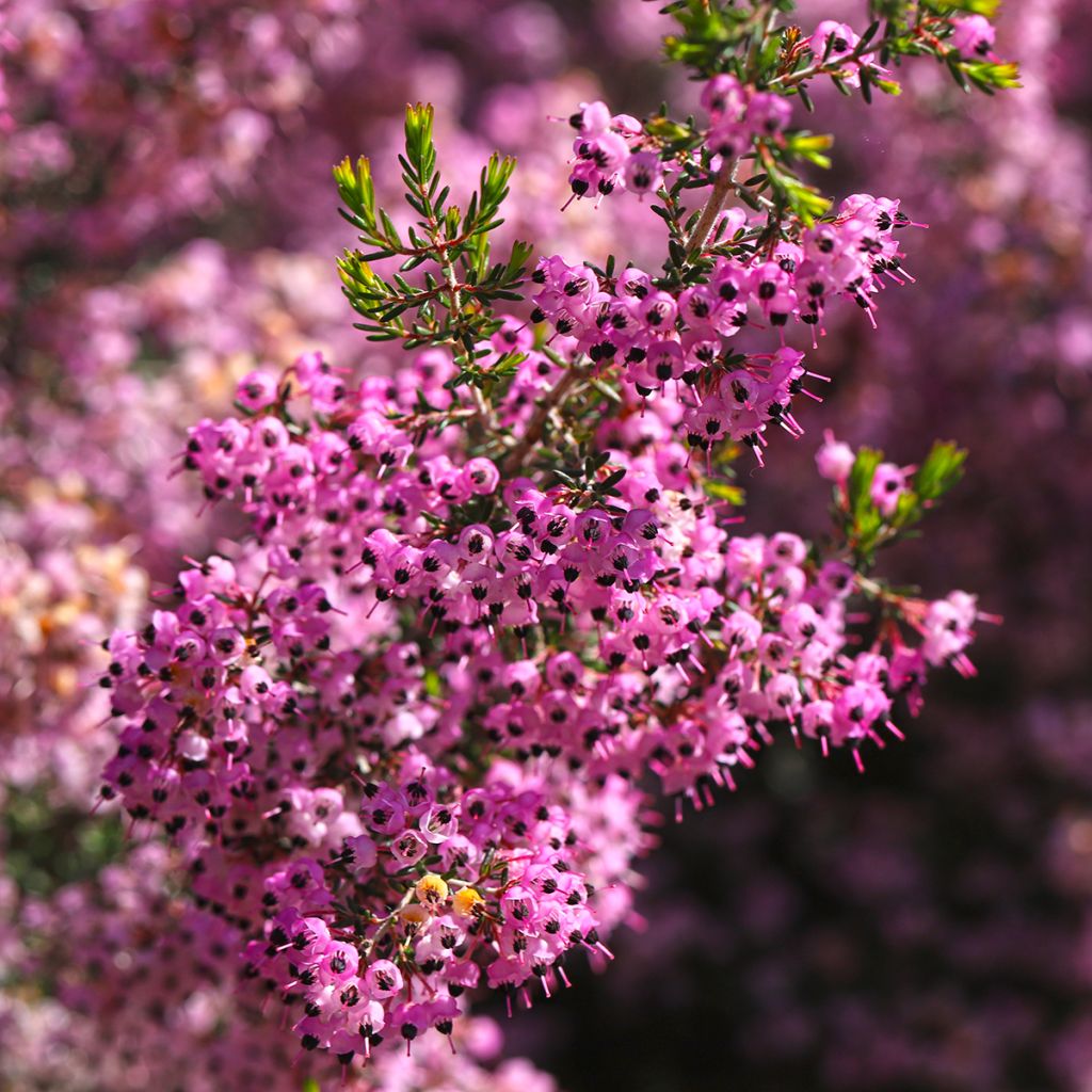 Erica canaliculata - Bruyère arbustive de Noël