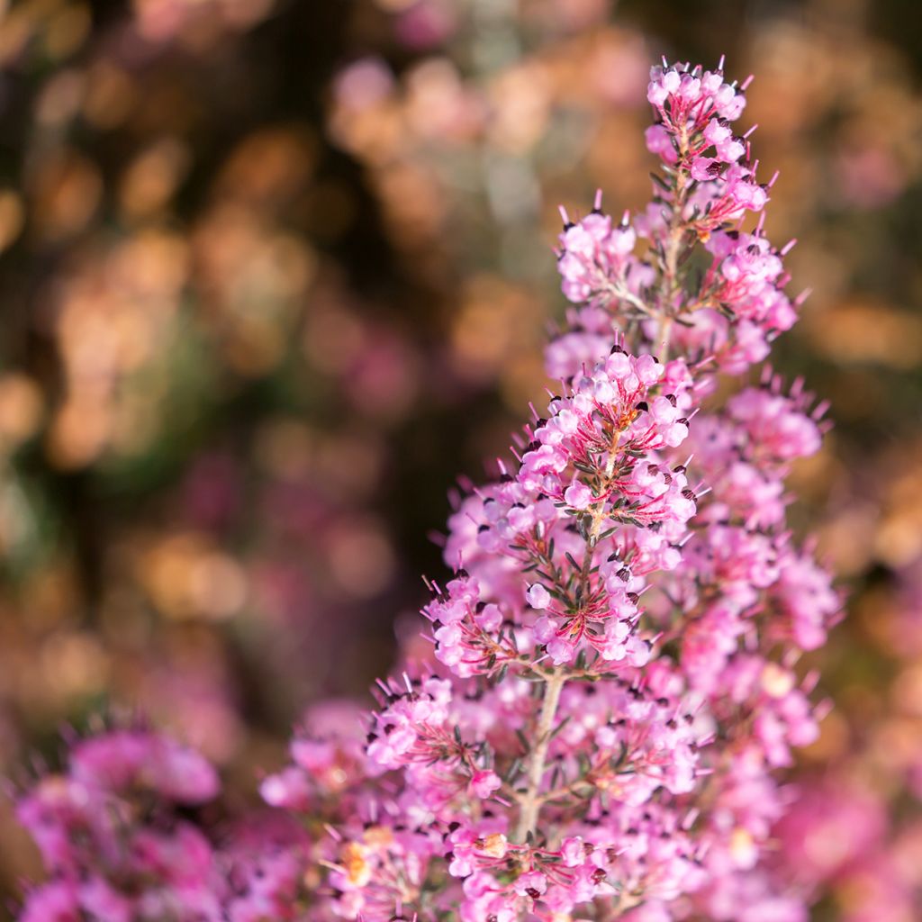 Erica canaliculata - Bruyère arbustive de Noël