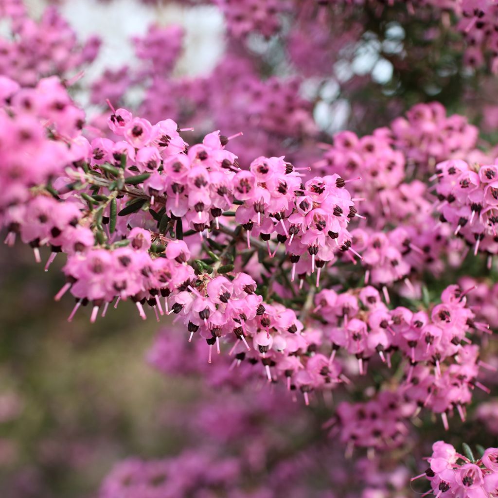 Erica canaliculata - Bruyère arbustive de Noël