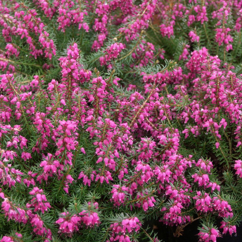 Bruyère des neiges - Erica carnea Eva