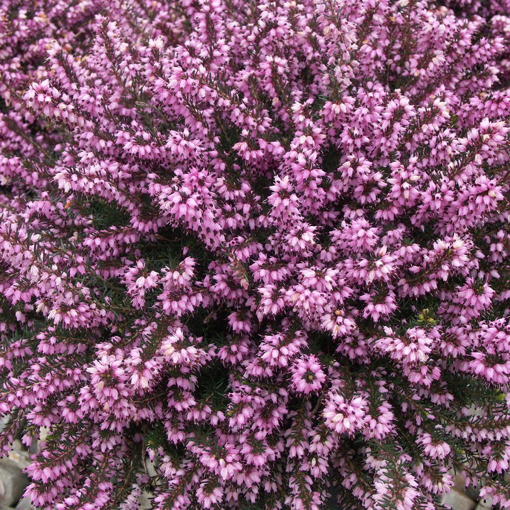 Bruyère de neiges - Erica carnea Ruby Glow