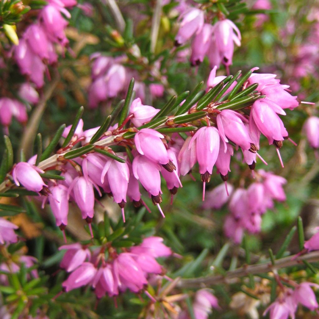 Bruyère des neiges - Erica carnea Springwood Pink