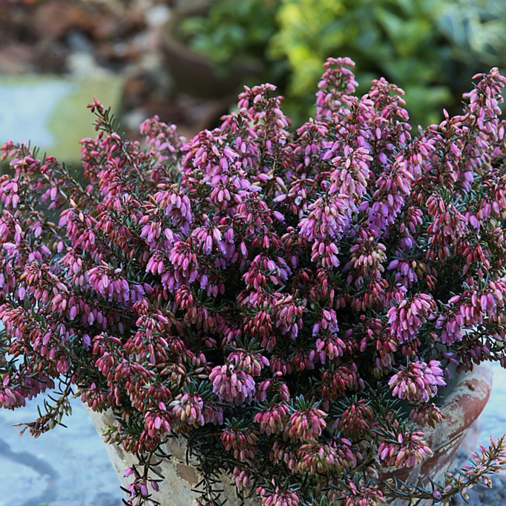 Bruyère des neiges - Erica carnea Wintersonne