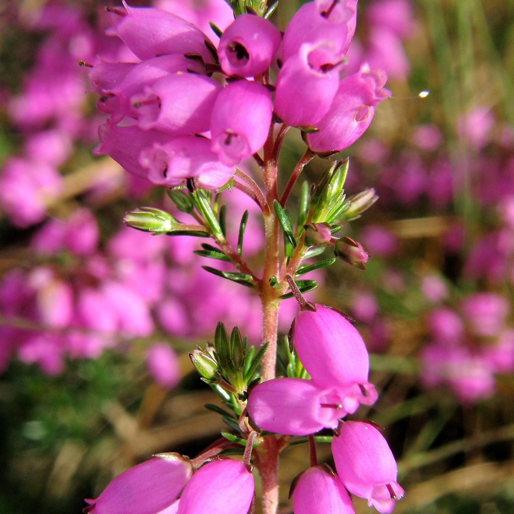 Bruyère cendrée - Erica cinerea