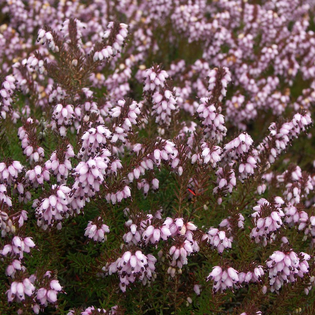 Bruyère d'hiver - Erica x darleyensis Aurélie Bregeon 