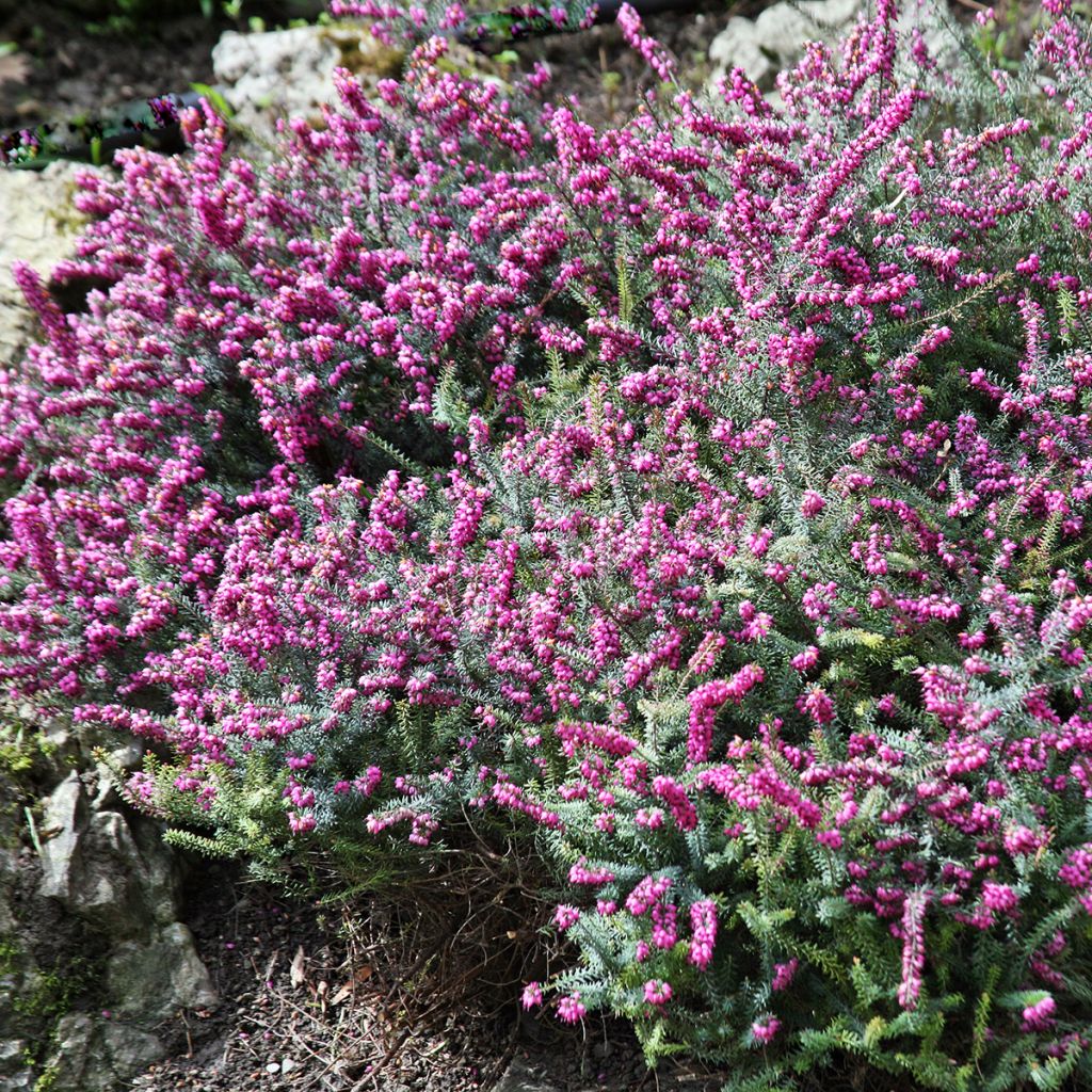 Erica darleyensis Darley Dale - Bruyère d'hiver