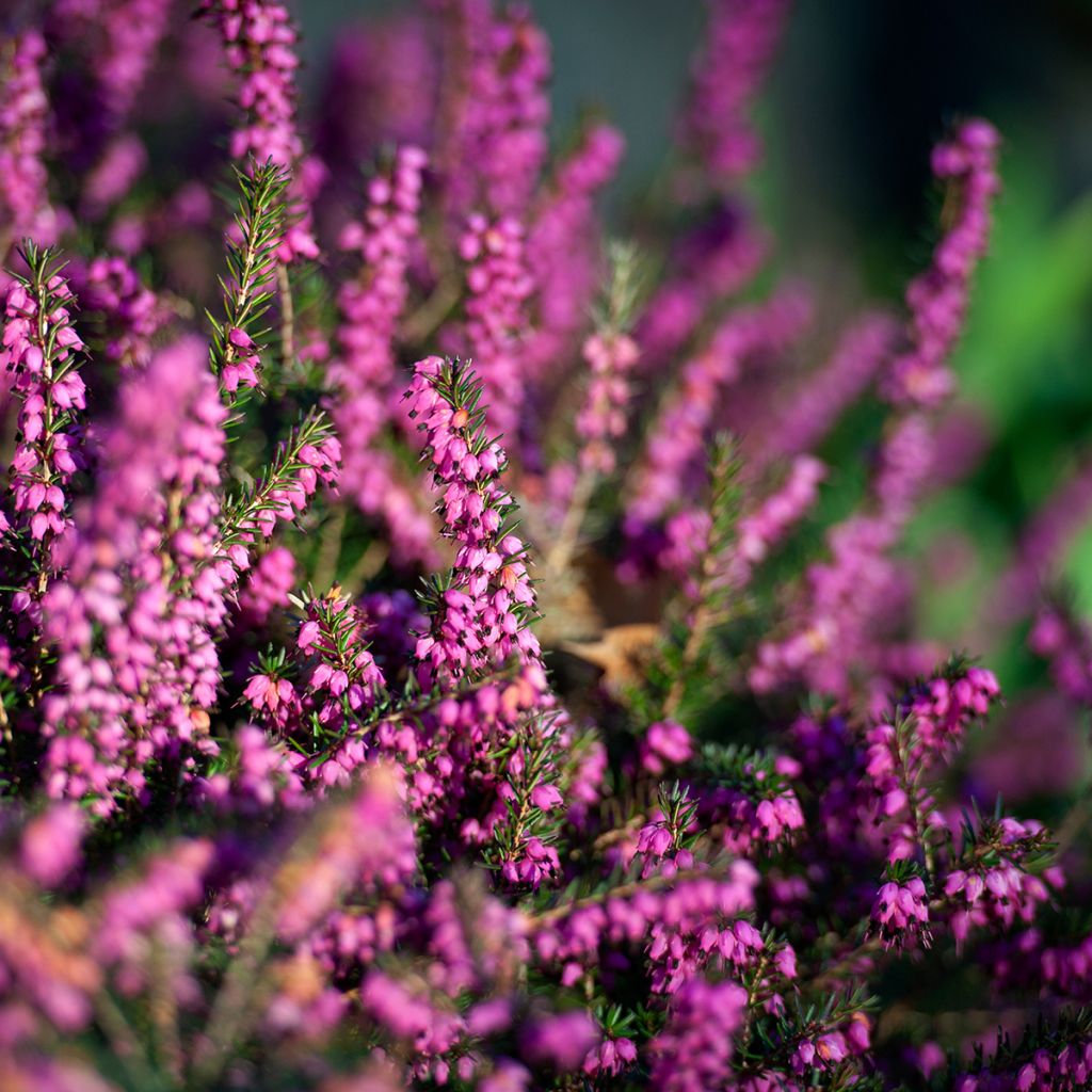 Erica darleyensis Darley Dale - Bruyère d'hiver