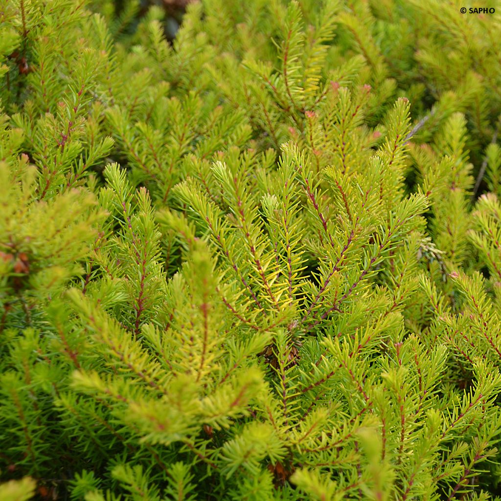 Erica x darleyensis Eva Gold - Bruyère d'hiver