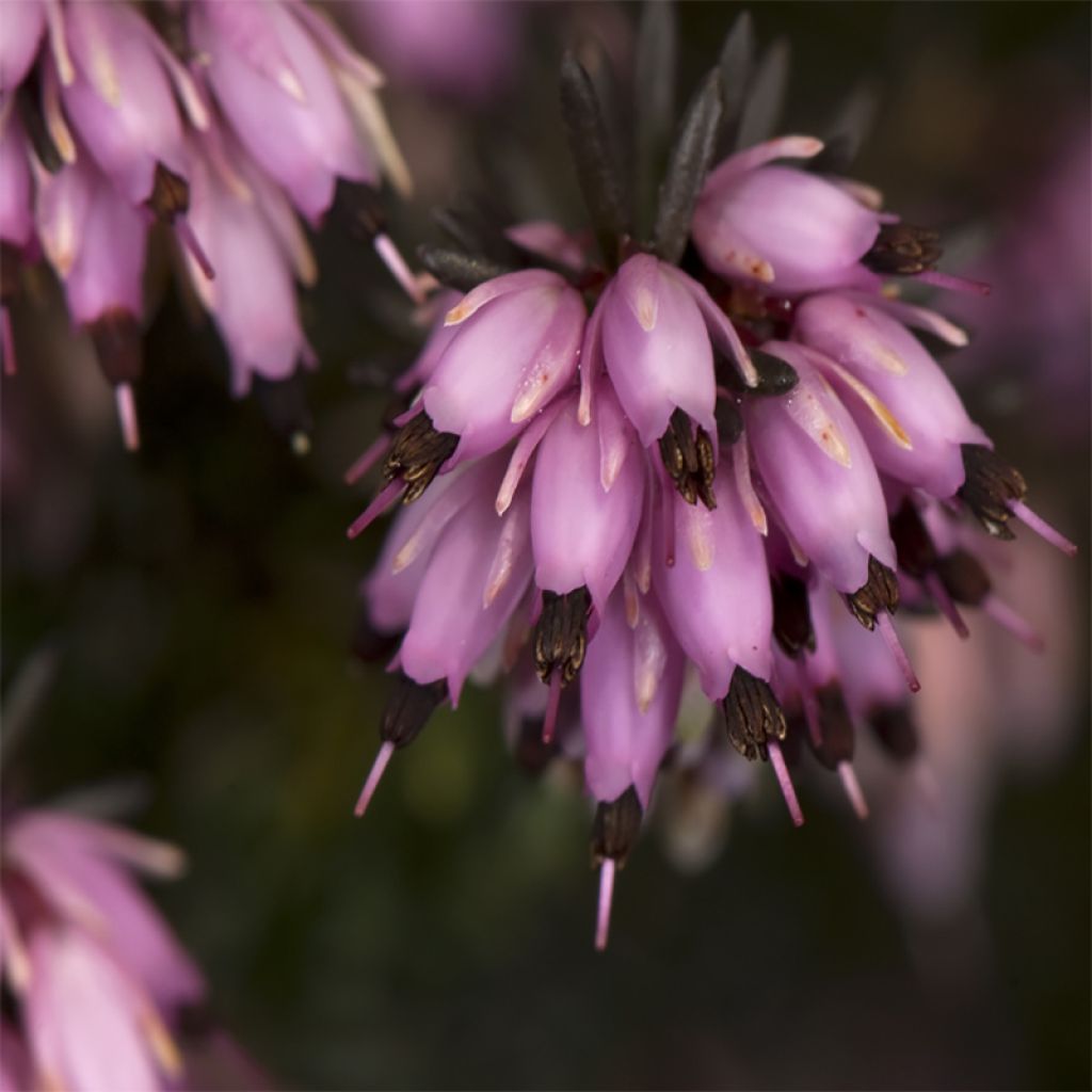 Erica darleyensis Furzey - Bruyère de Darley rose