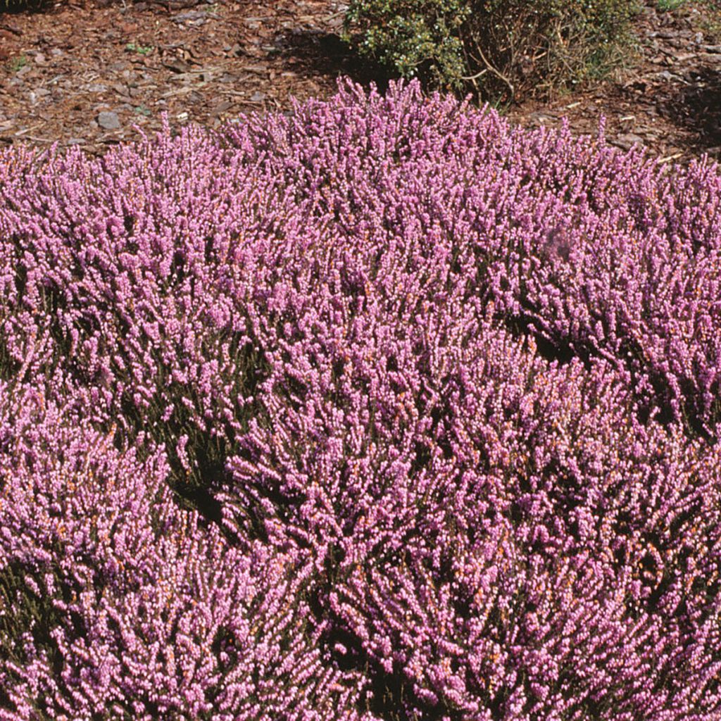 Bruyère d'hiver - Erica x darleyensis J.W. Porter