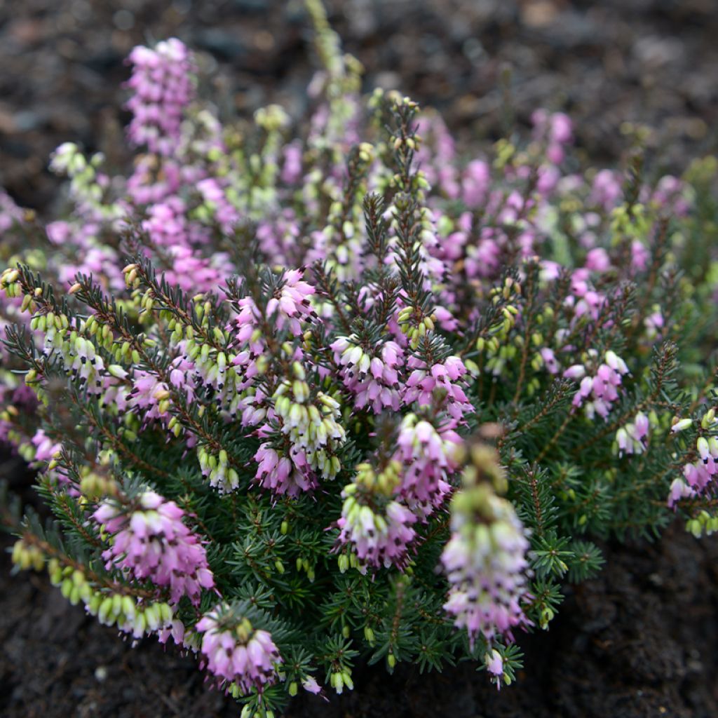 Erica darleyensis Lea - Bruyère d'hiver