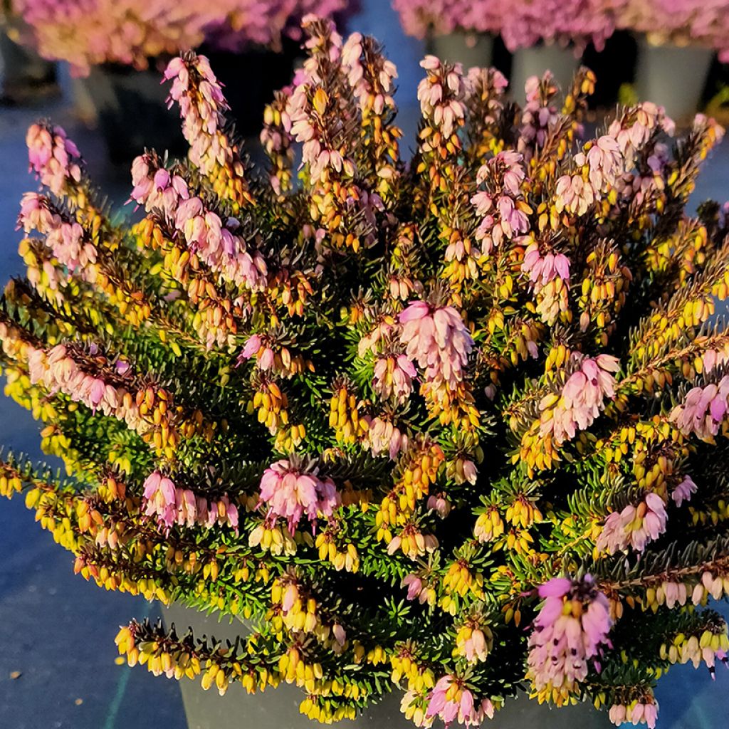 Erica darleyensis Lea - Bruyère d'hiver