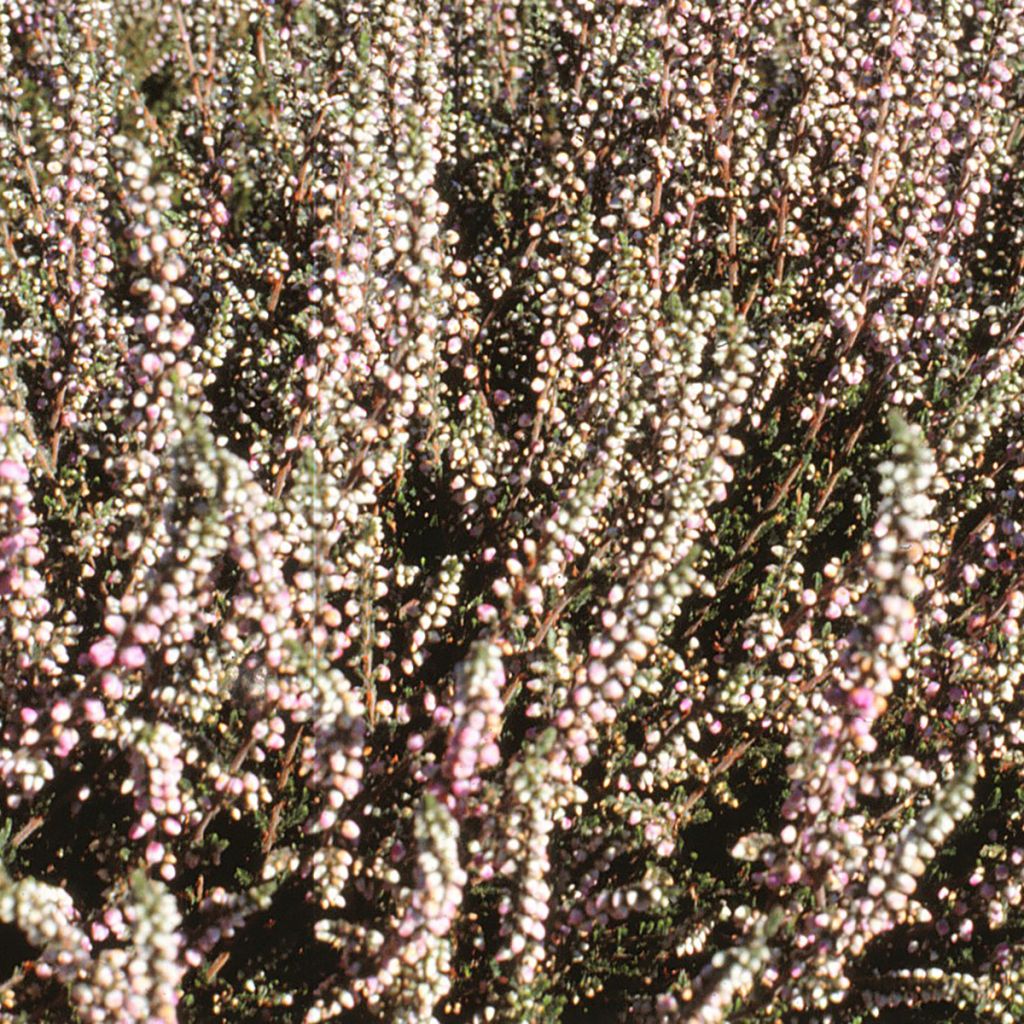 Erica darleyensis White Glow - Bruyère d'hiver