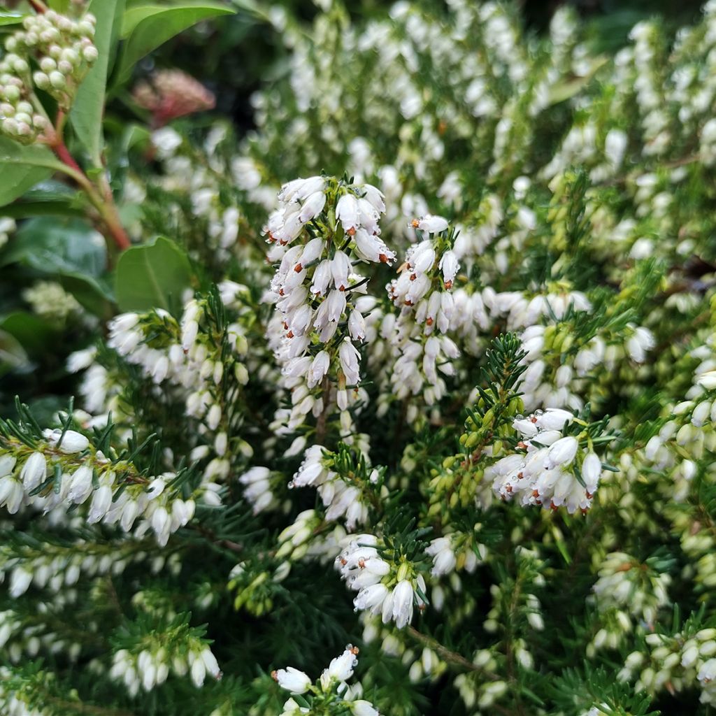 Erica darleyensis White Perfection - Bruyère d'hiver