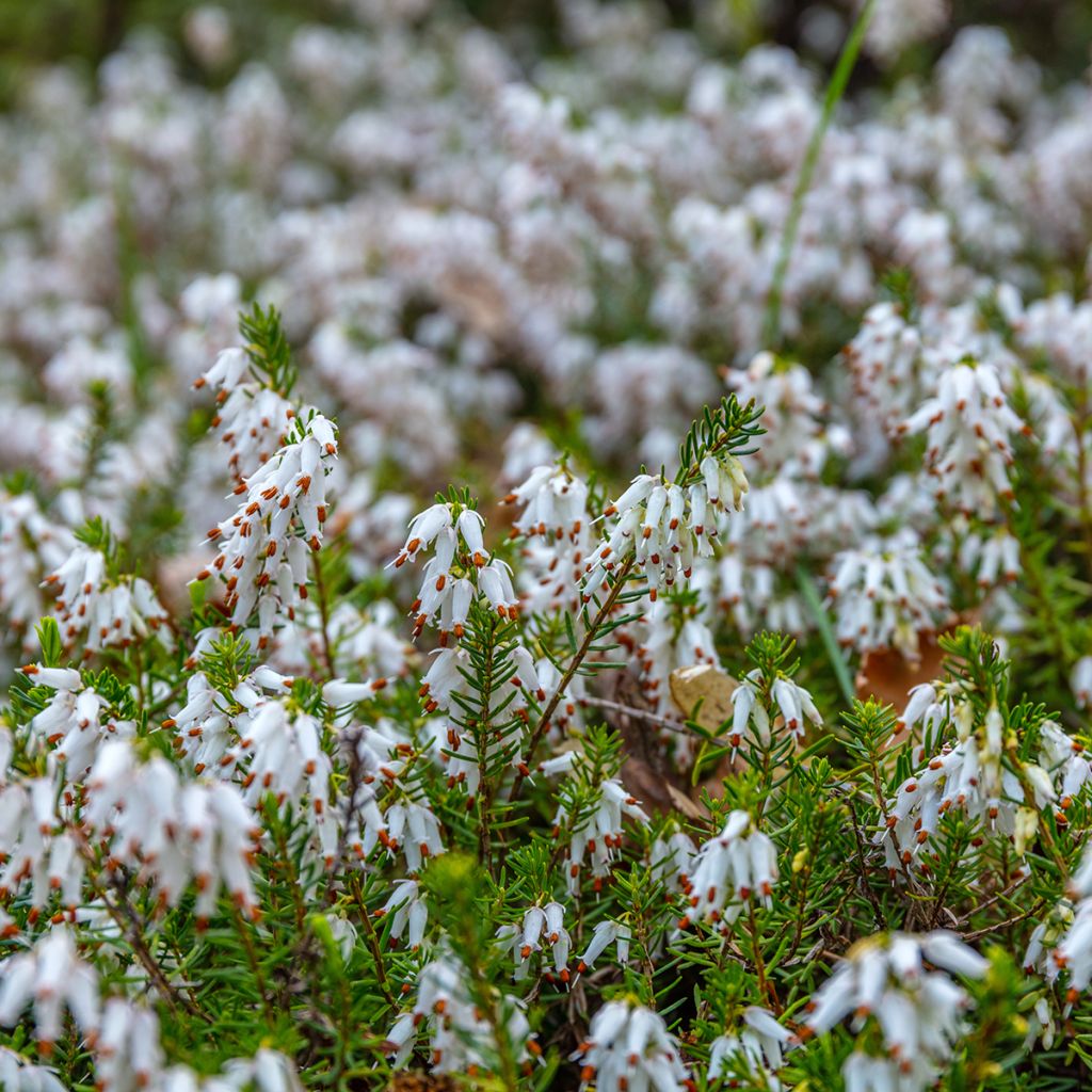 Erica darleyensis White Perfection - Bruyère d'hiver