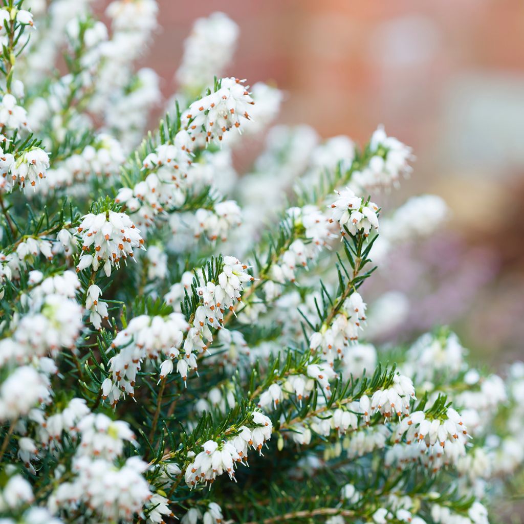 Erica darleyensis White Perfection - Bruyère d'hiver