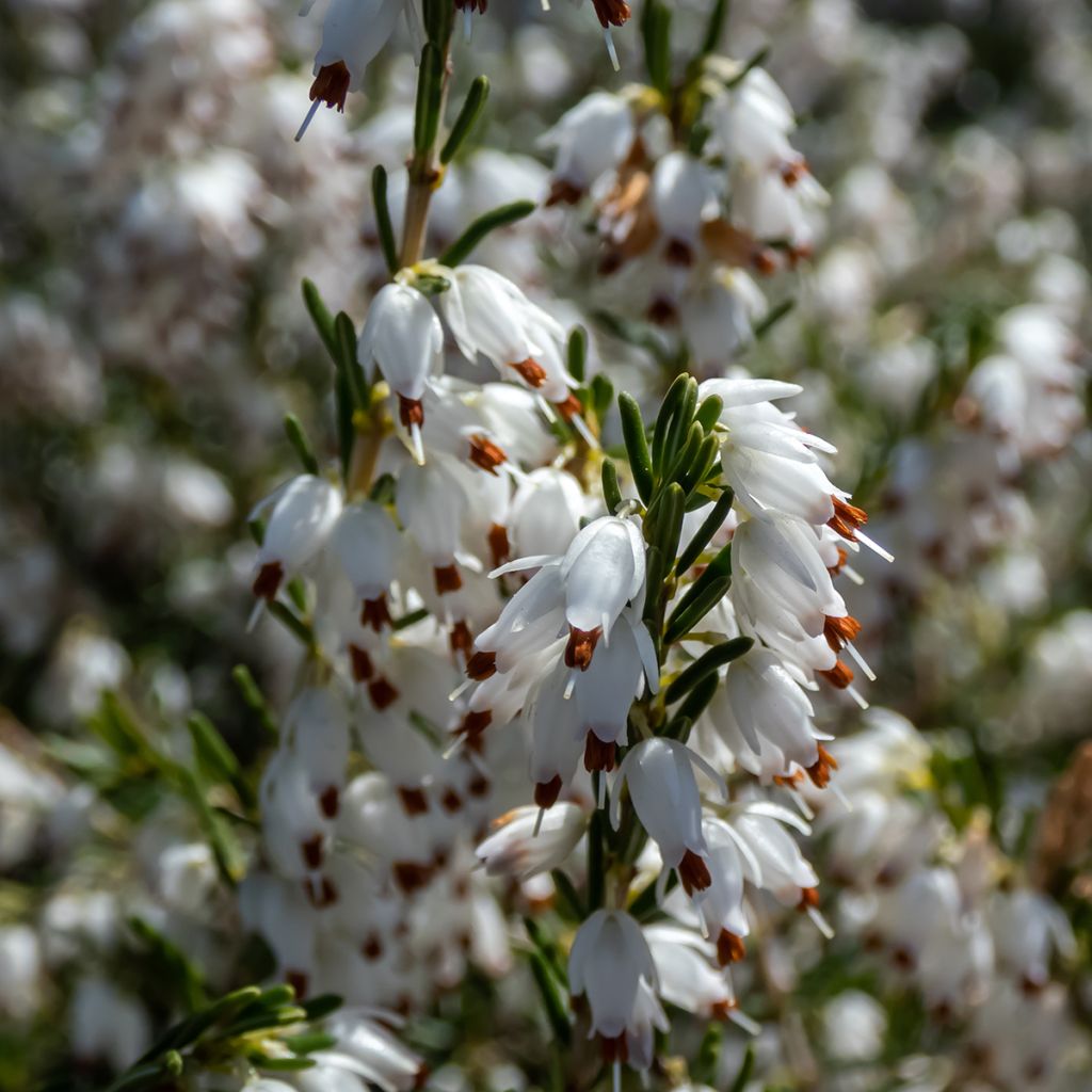 Erica darleyensis White Perfection - Bruyère d'hiver