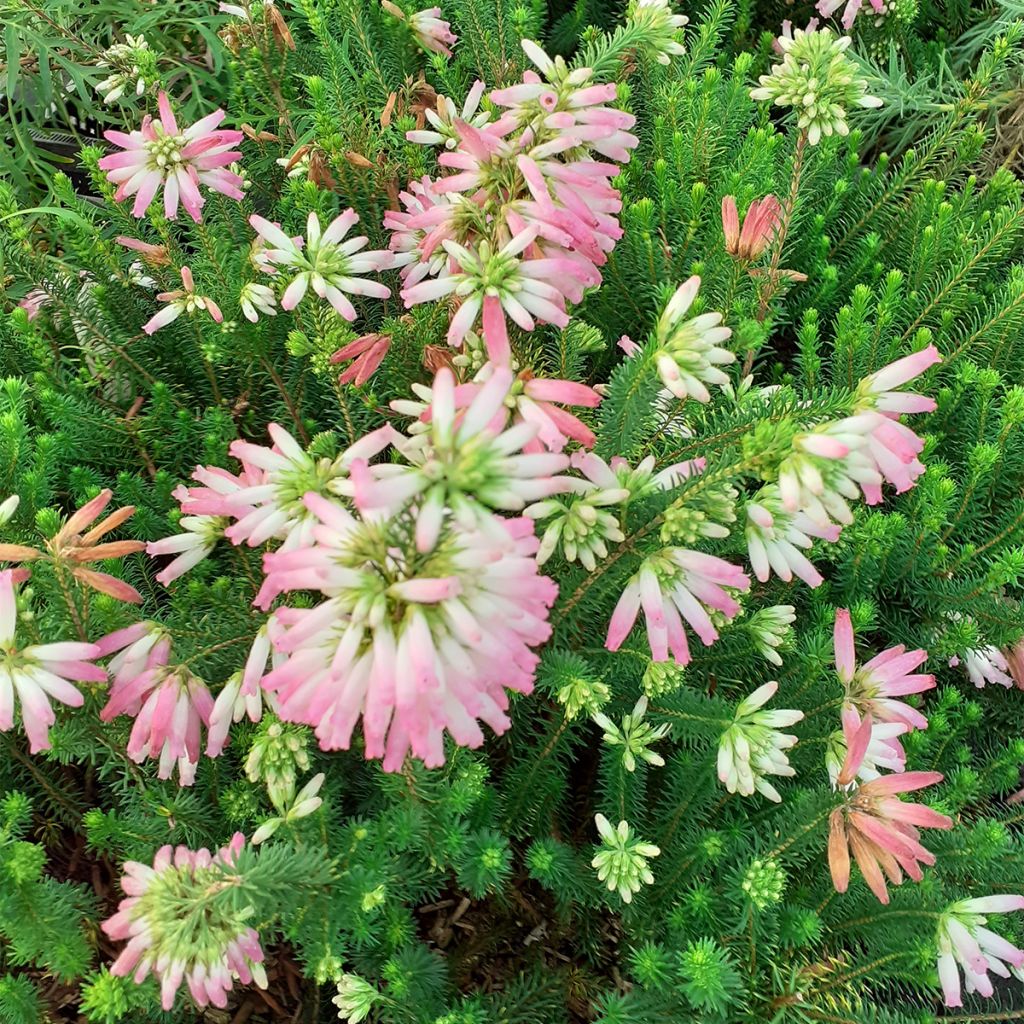 Bruyère du Cap - Erica verticillata