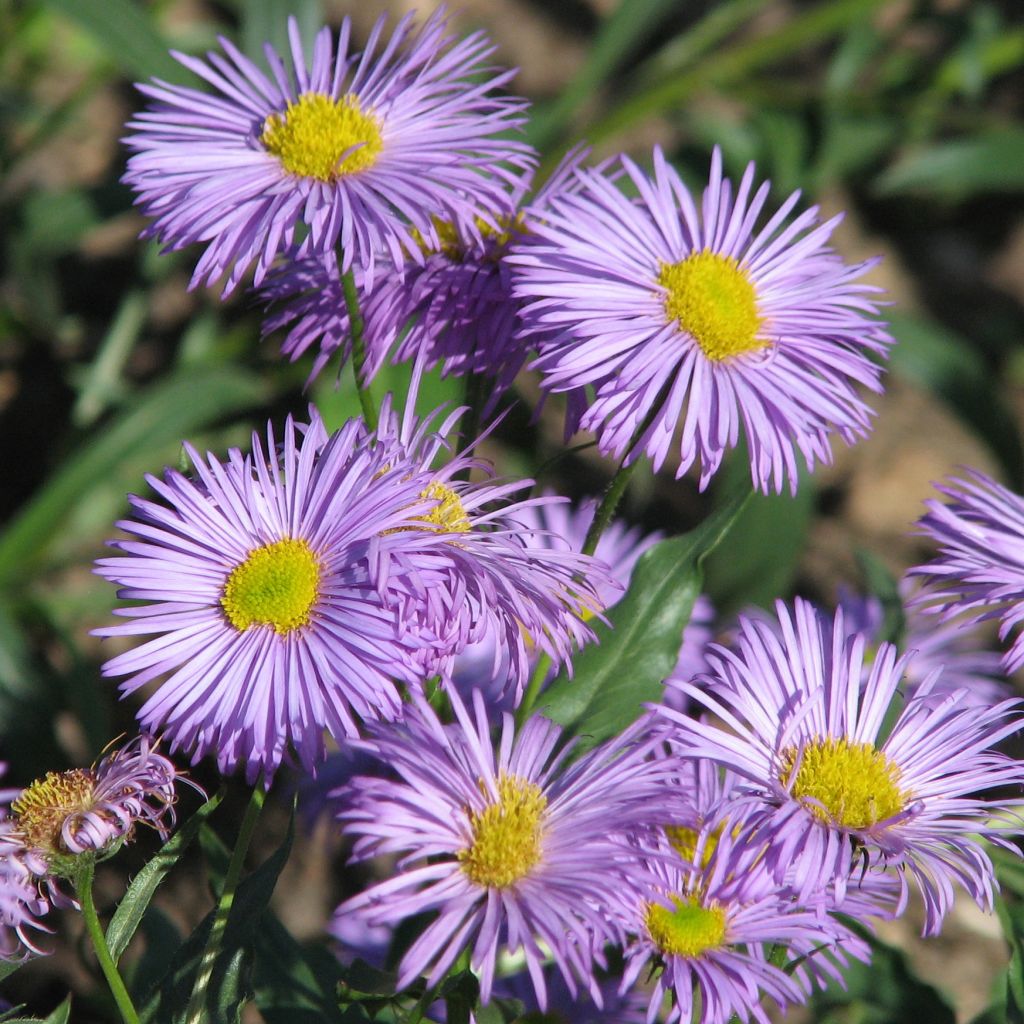 Erigeron Azure Beauty - Vergerette