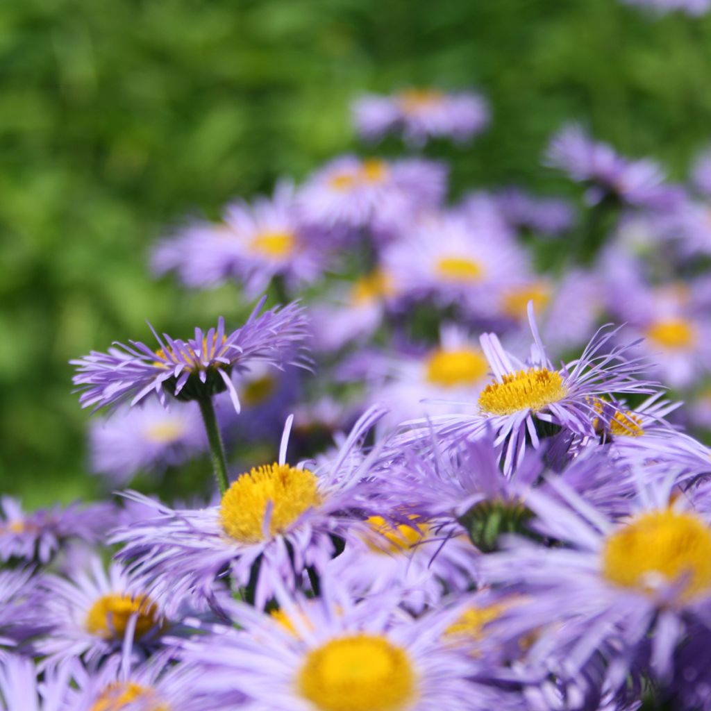 Erigeron Azure Beauty - Vergerette