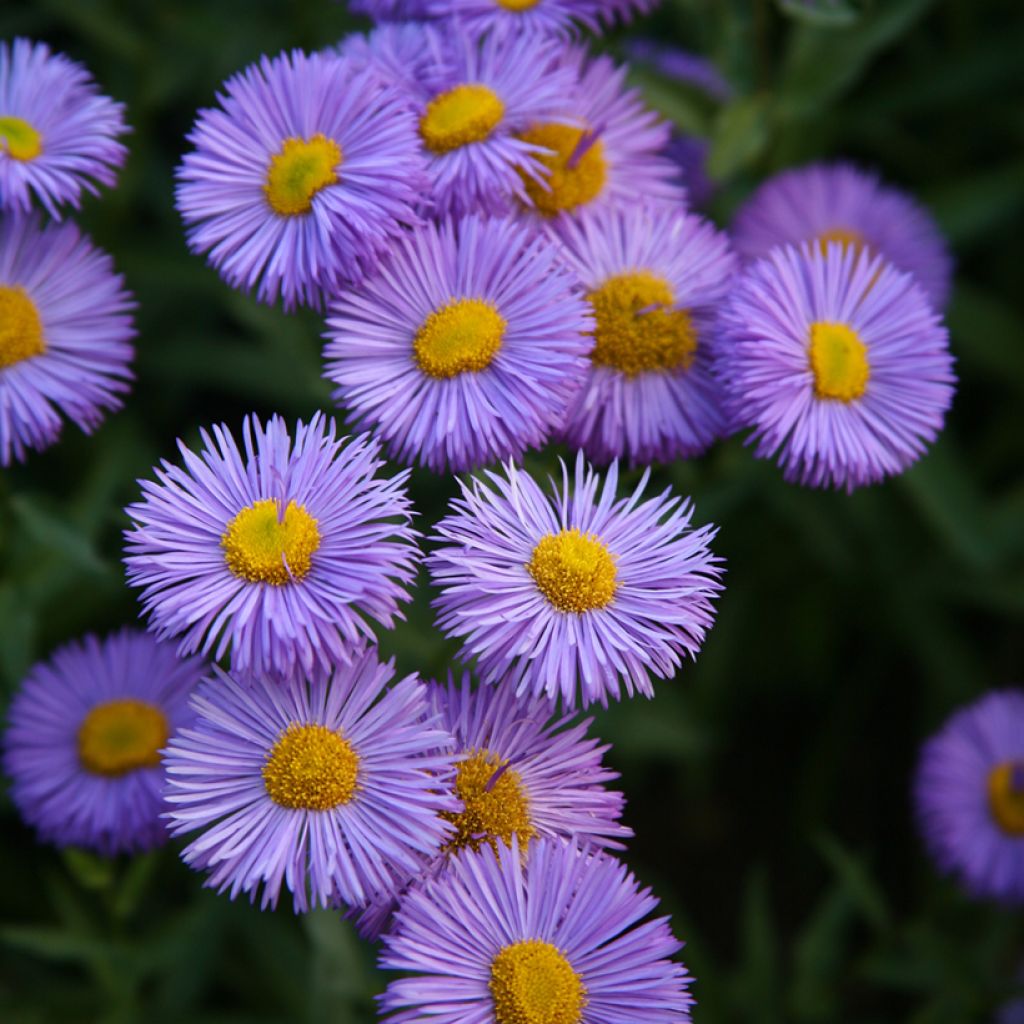 Erigeron Dignity - Vergerette