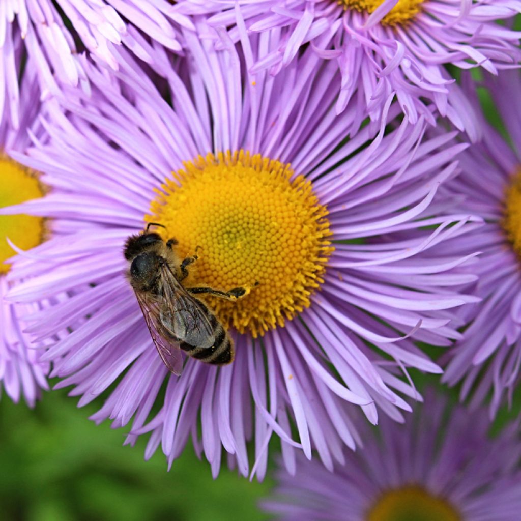 Erigeron Dignity - Vergerette