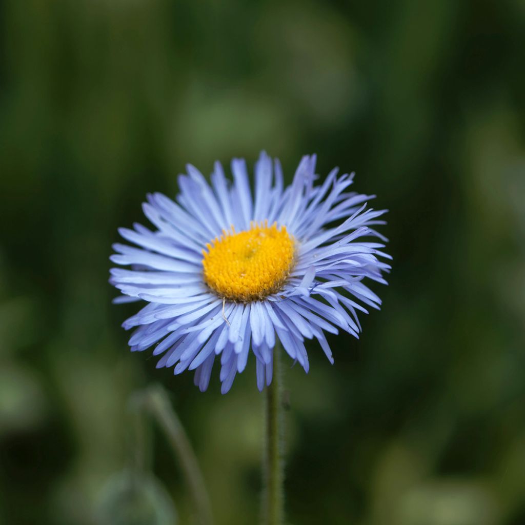 Erigeron Dunkelste Aller - Vergerette