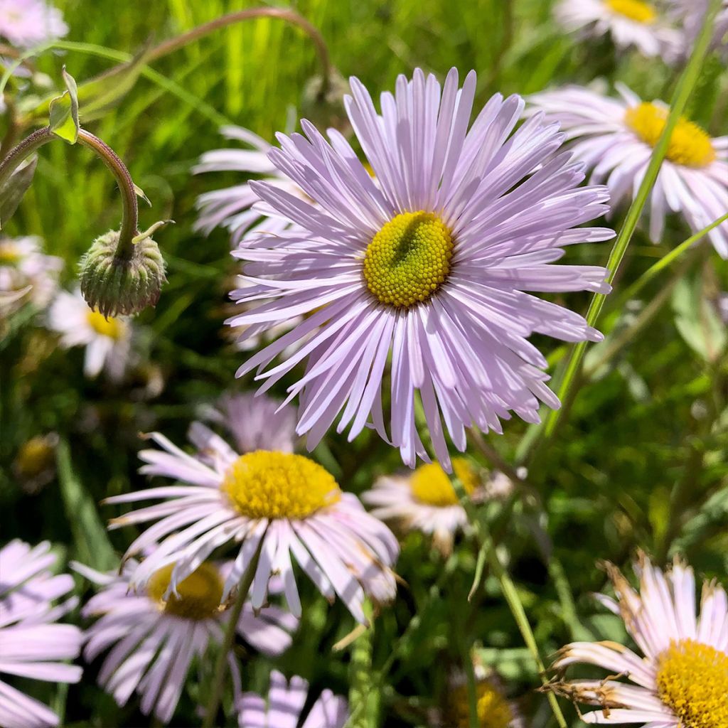 Erigeron Quakeress