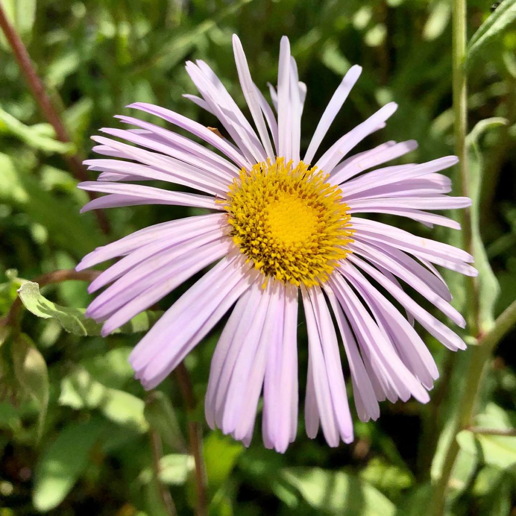 Erigeron Quakeress