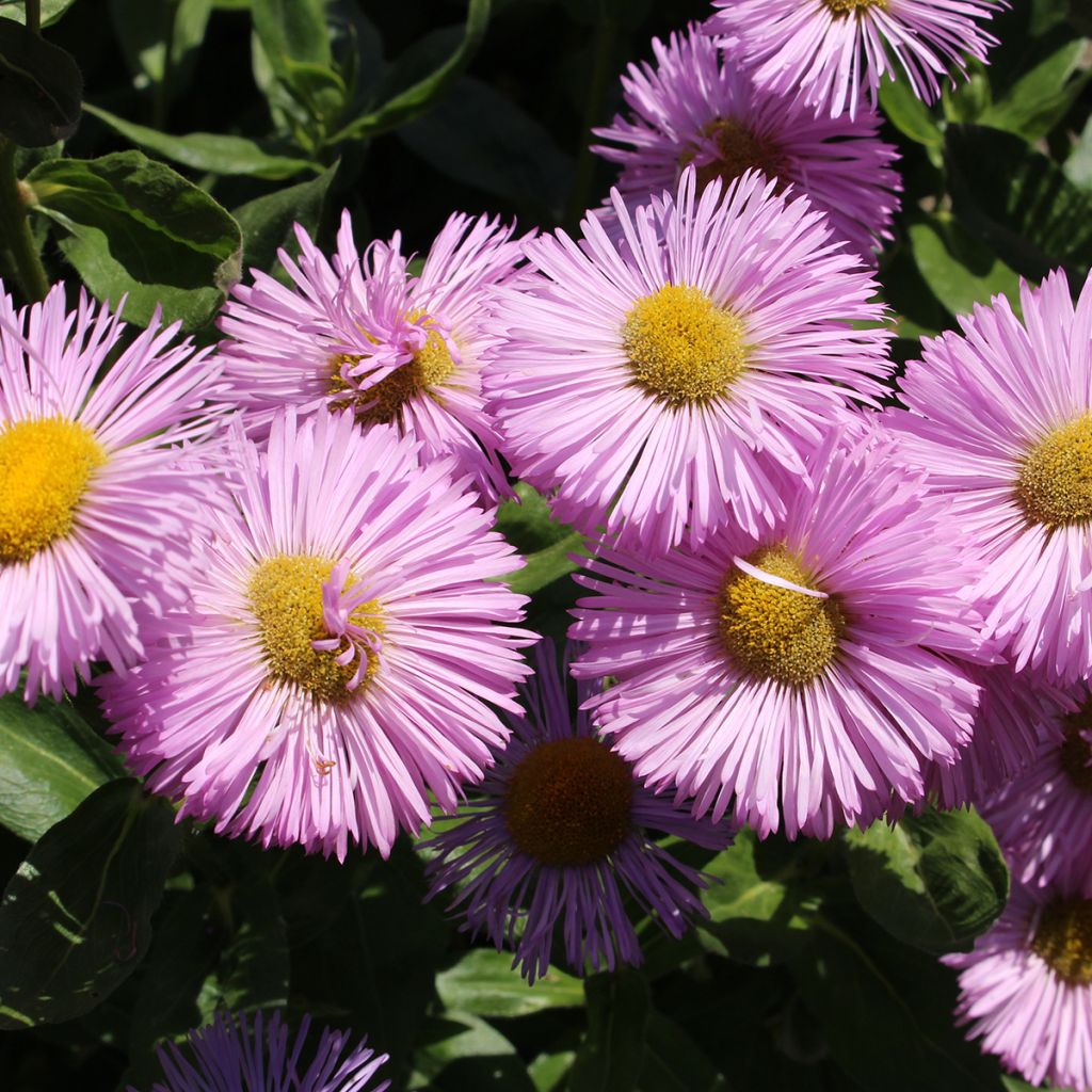 Erigeron Rosa Jewel - Vergerette