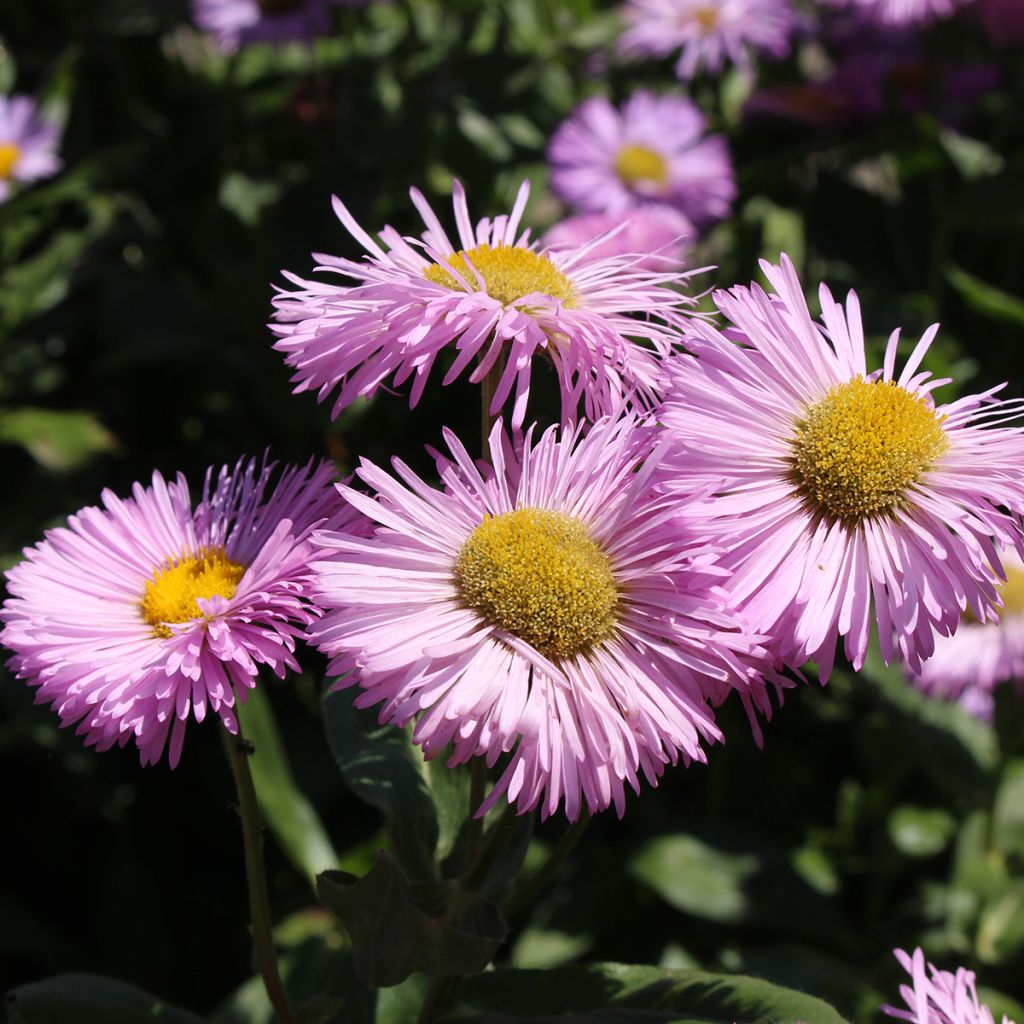 Erigeron Rosa Jewel - Vergerette