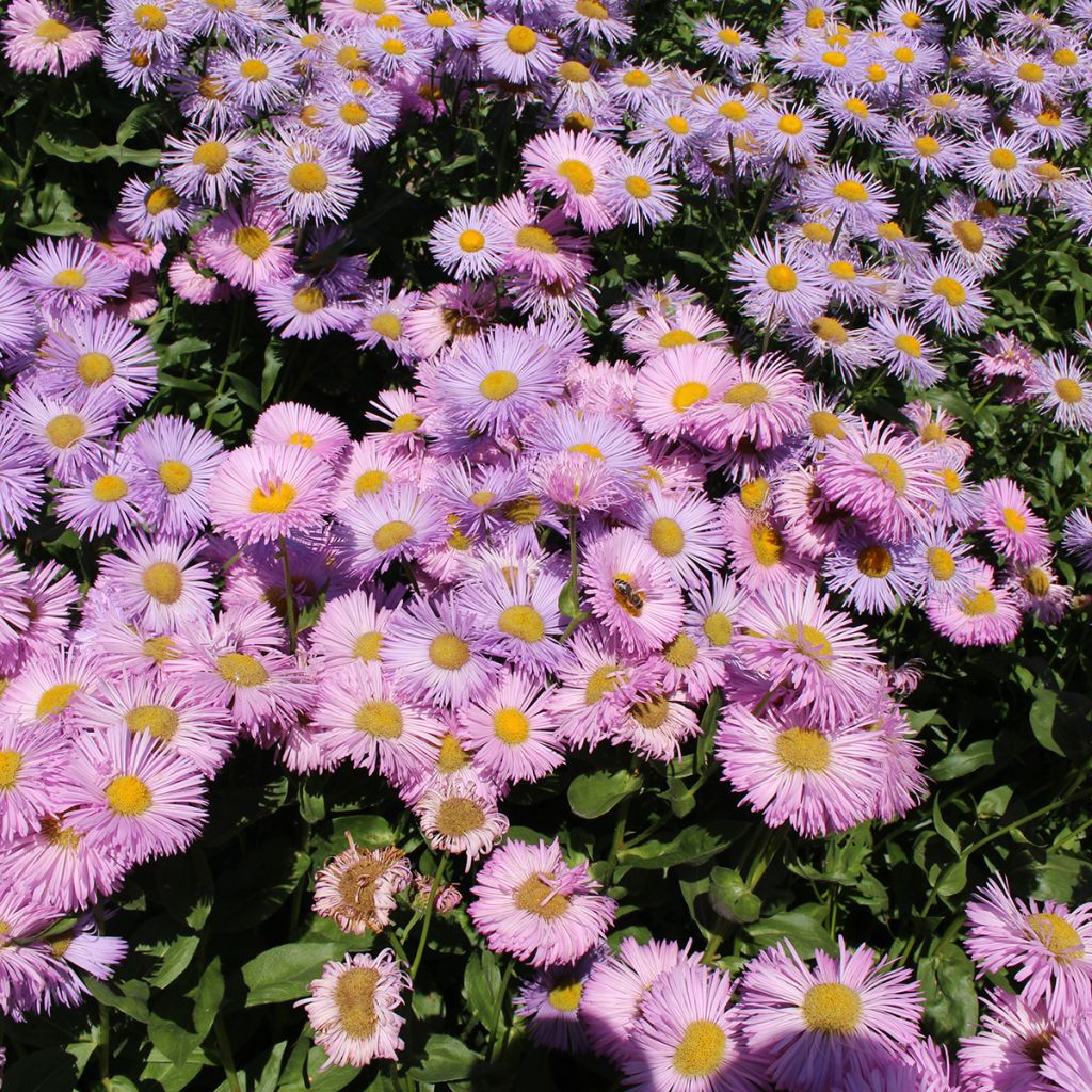 Erigeron Rosa Jewel - Vergerette