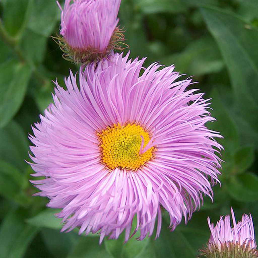 Erigeron Rosa Triumph