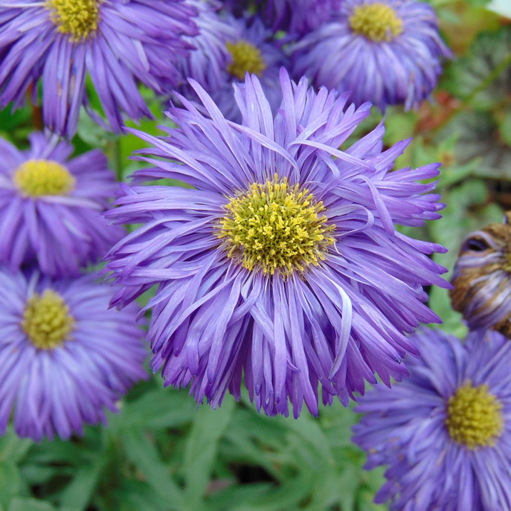 Erigeron Schwarzes Meer, Vergerette