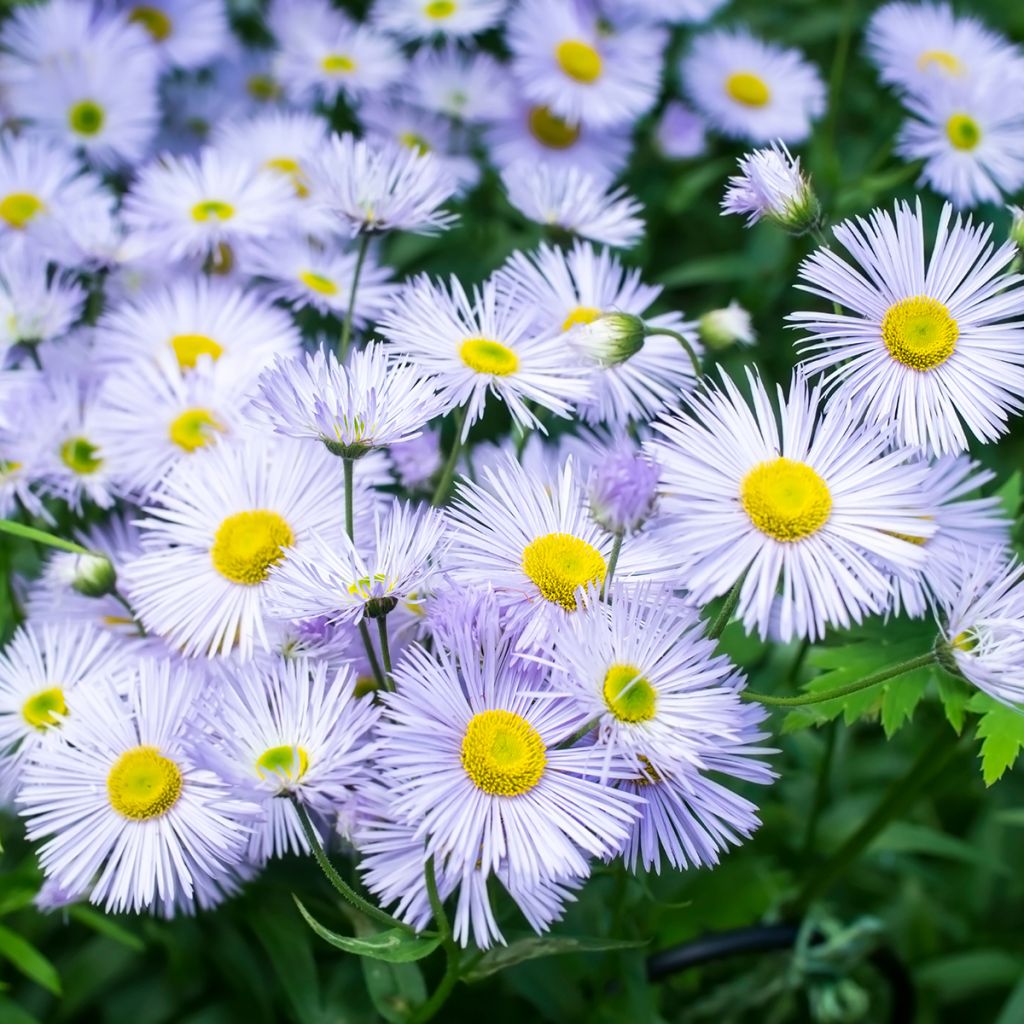 Erigeron Sommerneuschnee - Vergerette de Californie. 