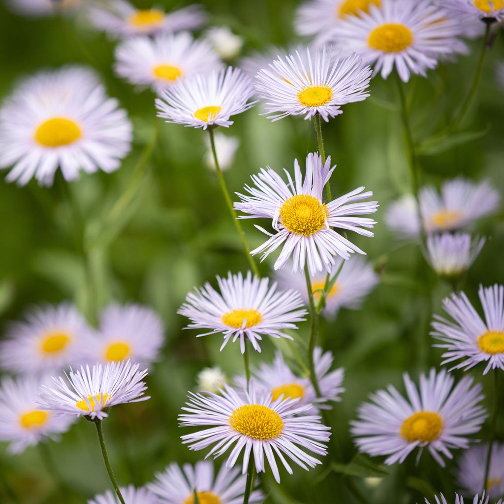 Erigeron Sommerneuschnee - Vergerette de Californie. 