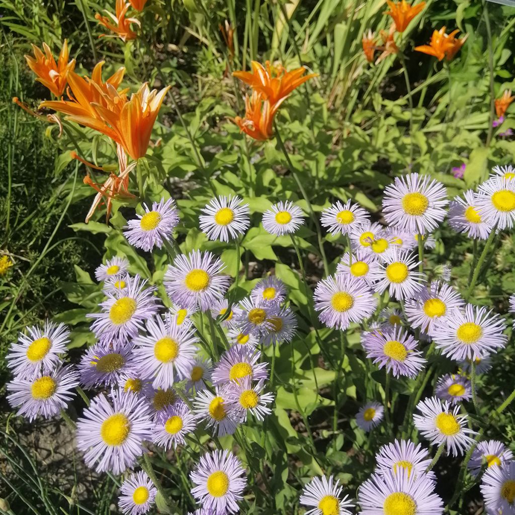 Erigeron Sommerneuschnee - Vergerette de Californie. 