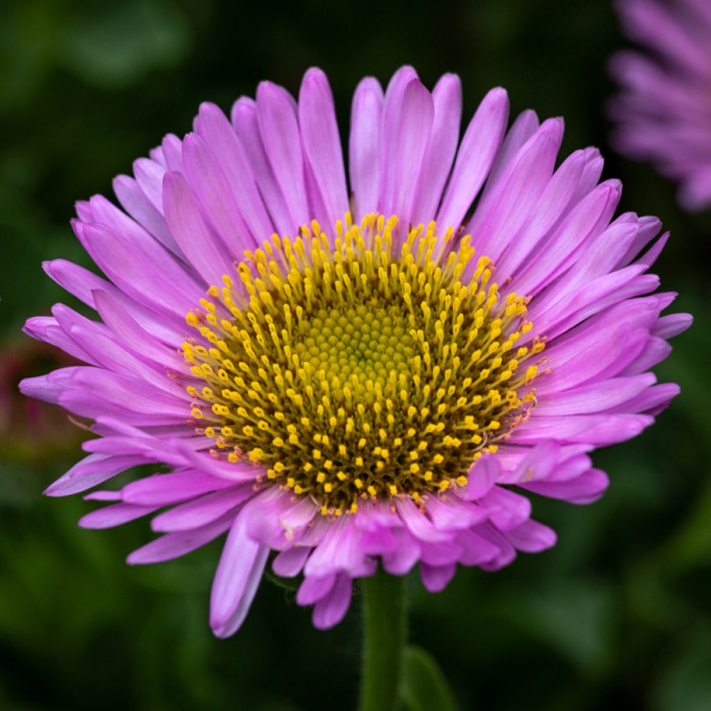 Erigeron glaucus Sea Breeze - Vergerette glauque