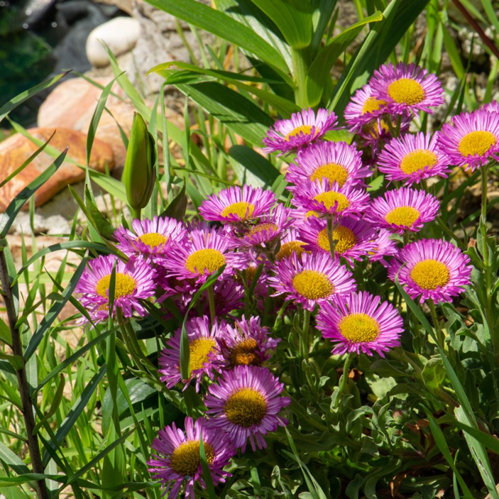 Erigeron glaucus Sea Breeze - Vergerette glauque