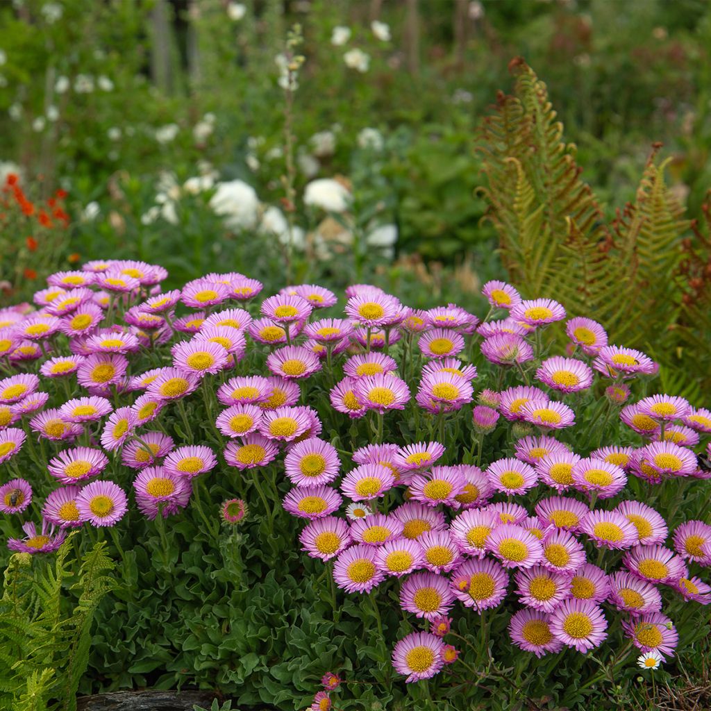 Erigeron glaucus - Vergerette glauque