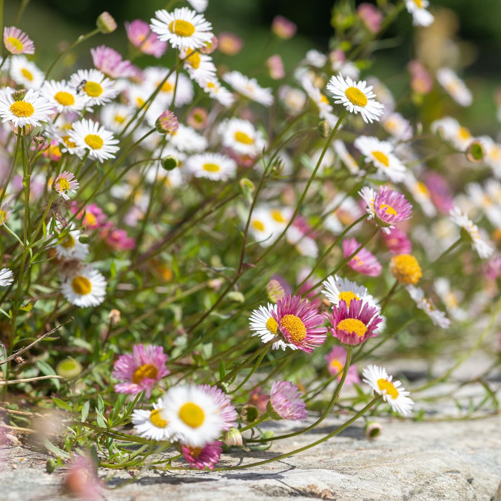 Erigeron karvinskianus - Vergerette