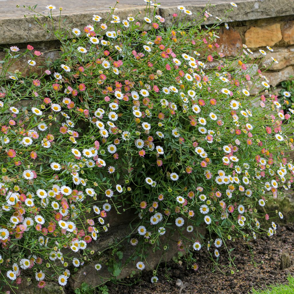 Erigeron karvinskianus - Vergerette