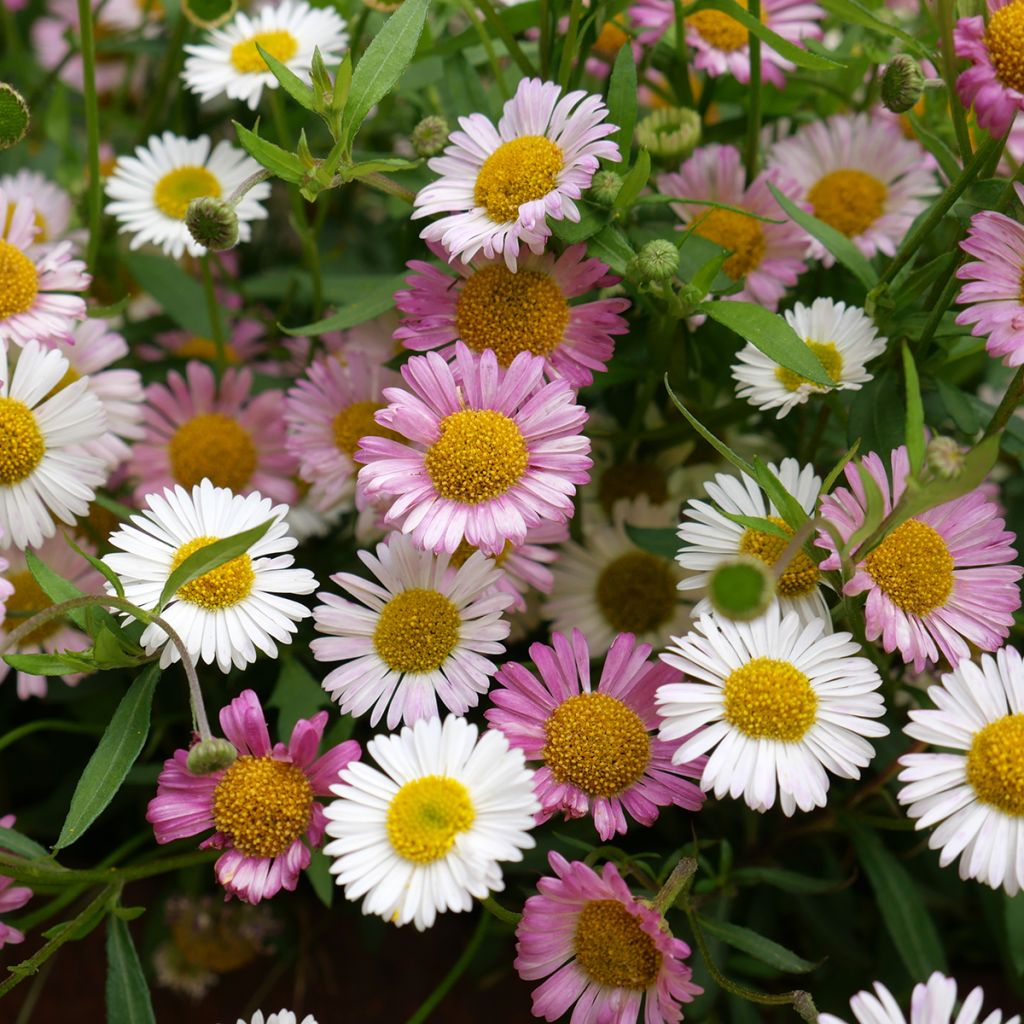 Erigeron karvinskianus - Vergerette