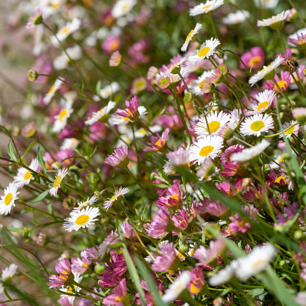 Erigeron karvinskianus - Vergerette