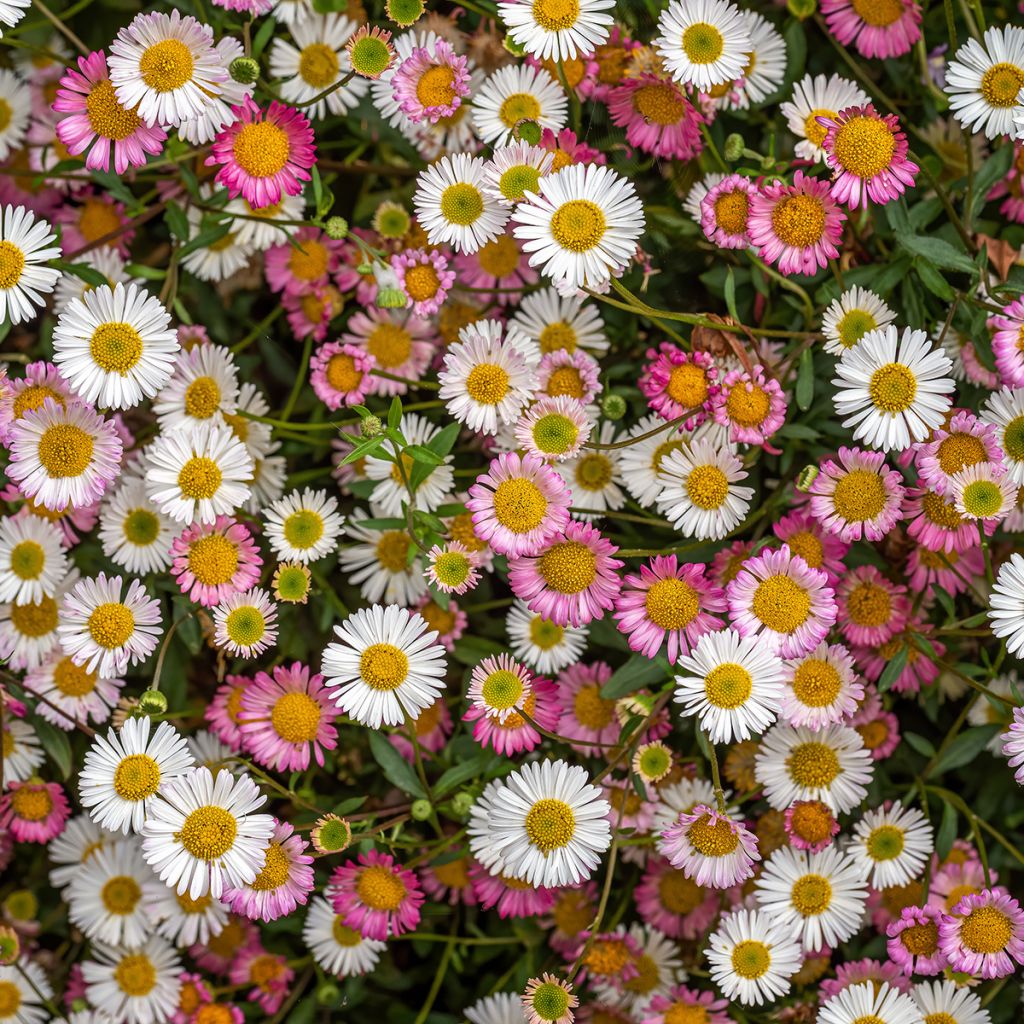 Erigeron karvinskianus - Vergerette