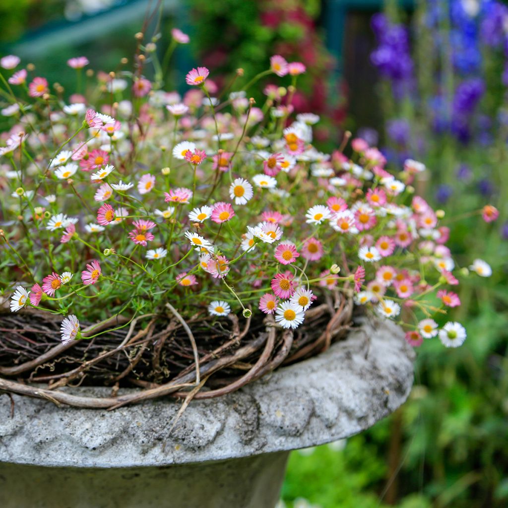 Erigeron karvinskianus - Vergerette