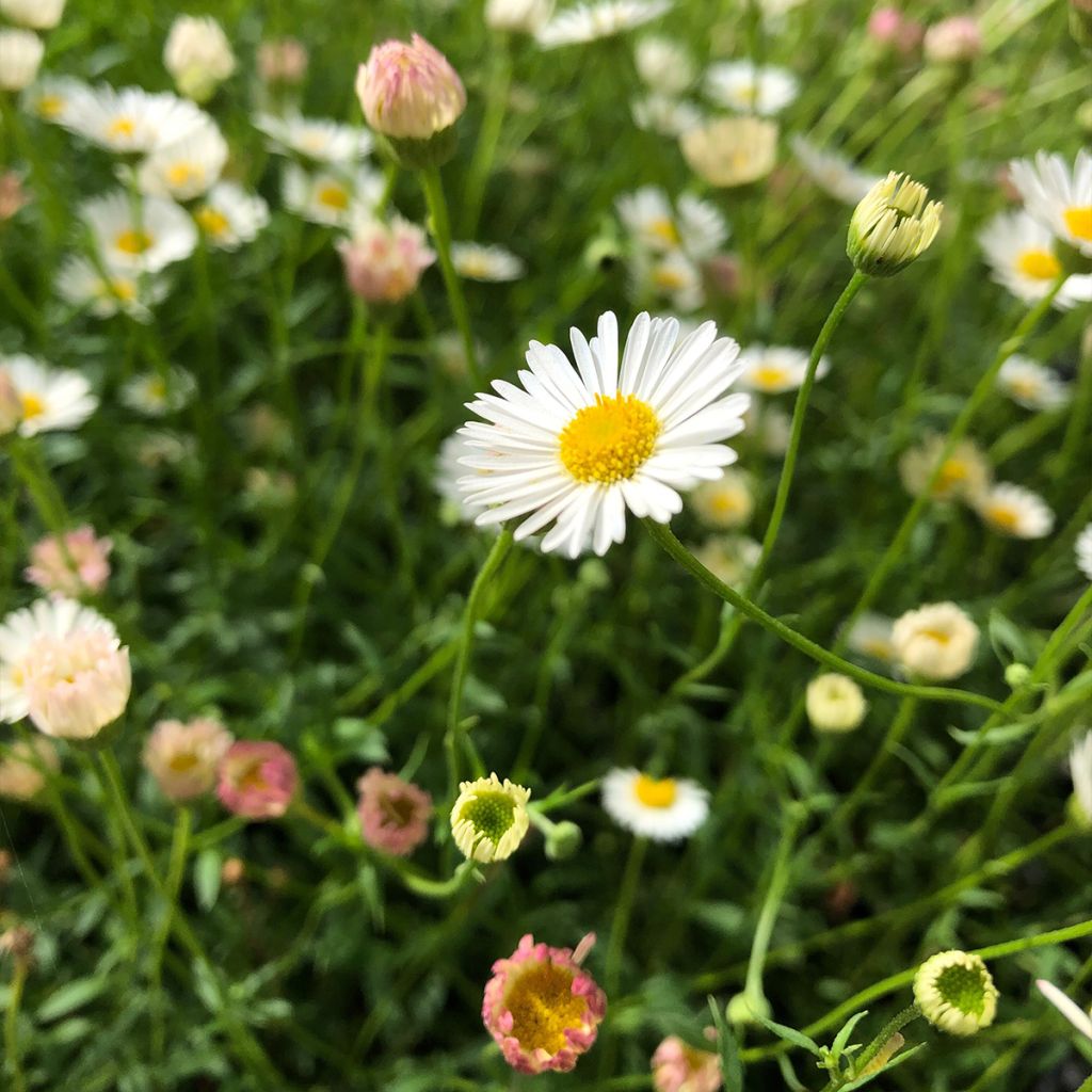 Erigeron karvinskianus - Vergerette