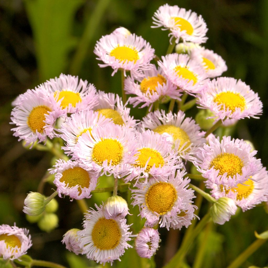 Erigeron philadelphicus, Vergerette