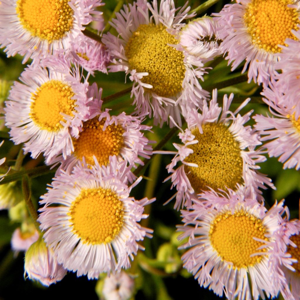 Erigeron philadelphicus, Vergerette